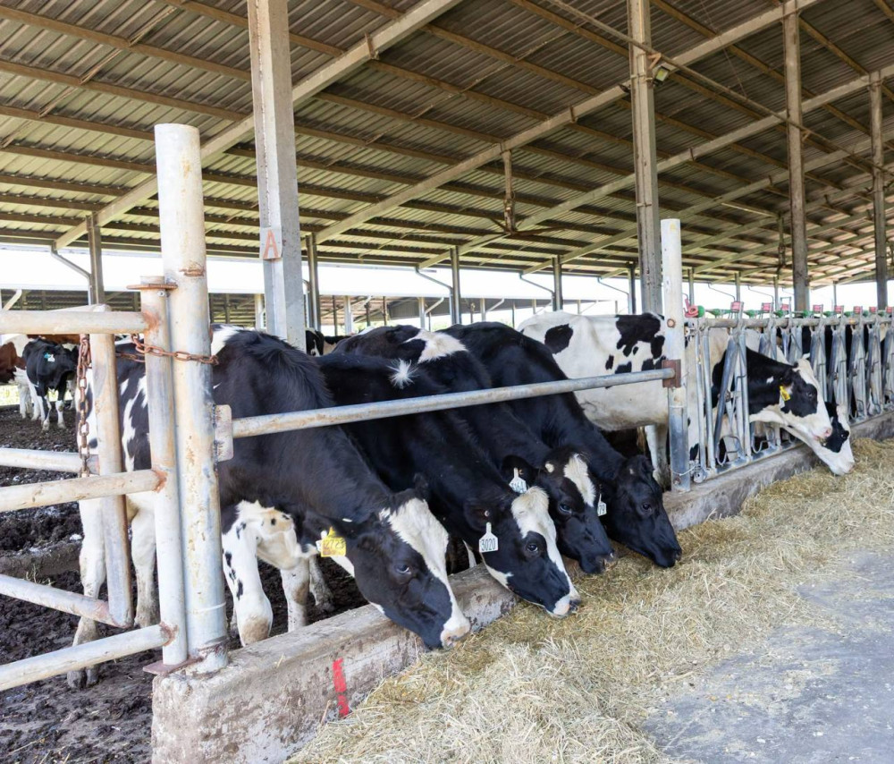 Kirisu Farm Expands with 220 Australian Holsteins, Boosting Cambodia’s Dairy Self-Sufficiency